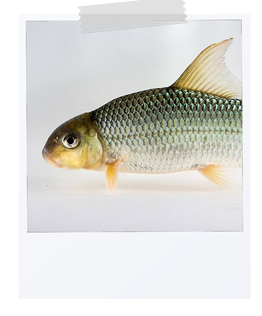 picture of a sicklefin redhorse